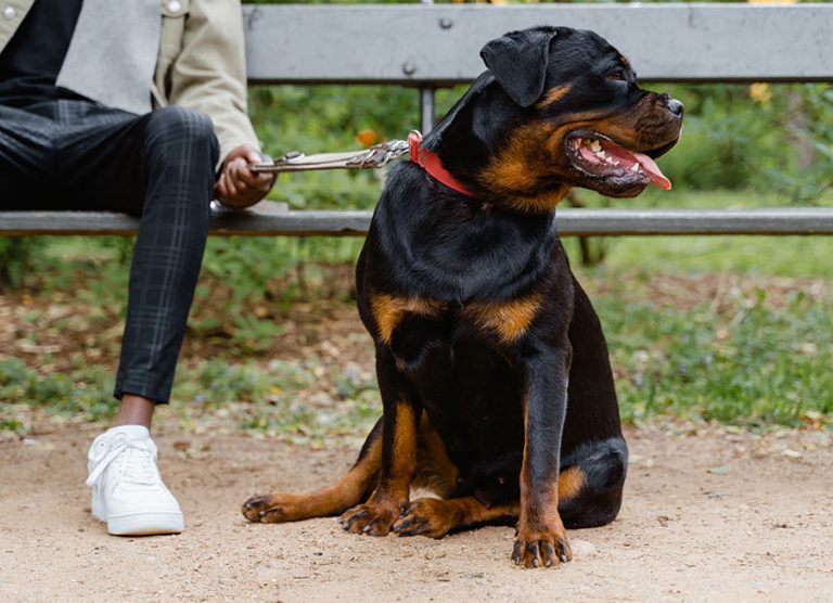 rottweiler chiens