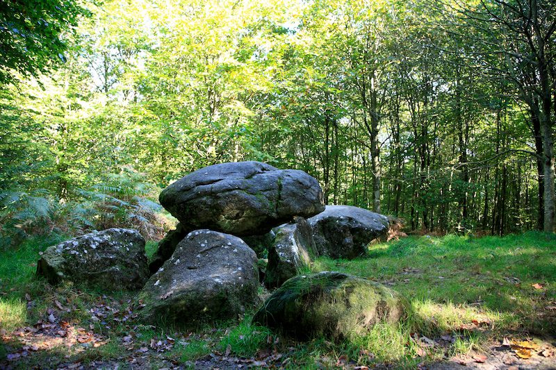 fougeres foret 6918