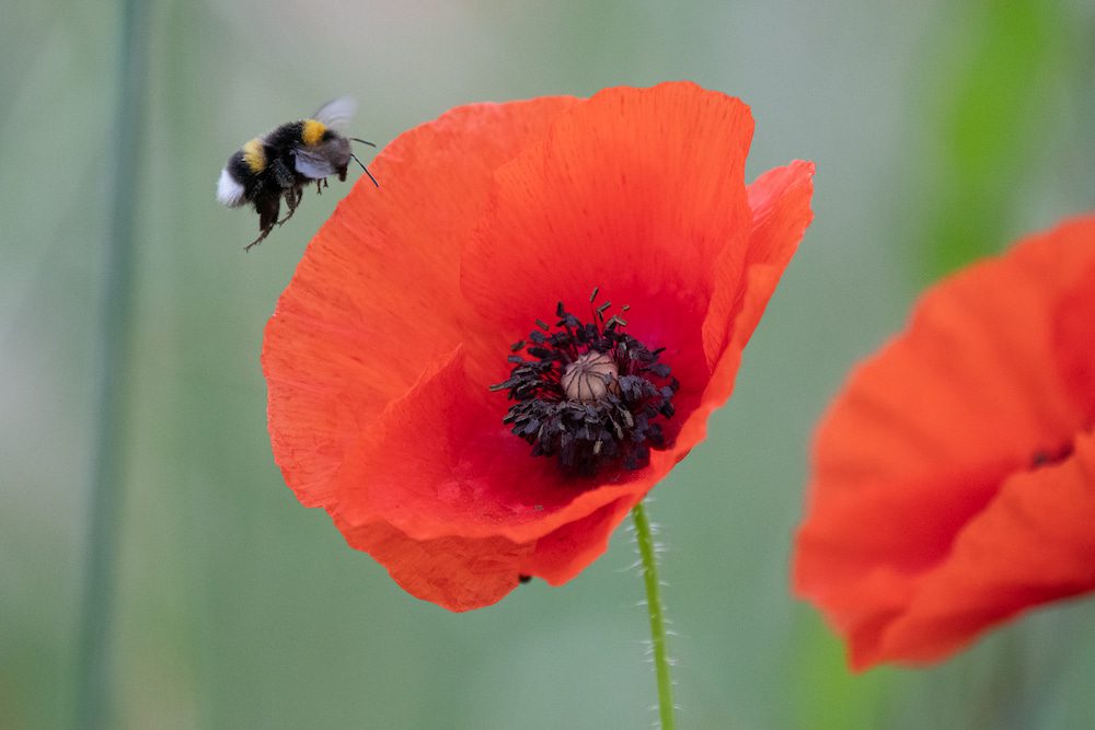 Animation Mille et une vies d'abeilles - LPO