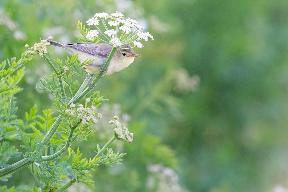 Sortie LPO - Curiosités animales et végétales en bord de chemin
